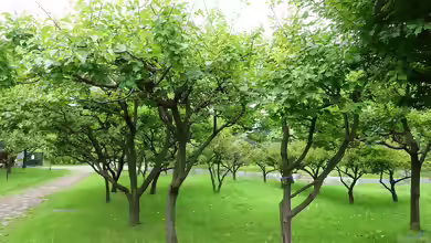 Prunus armenica im Garten pflanzen