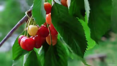 Prunus avium im Garten pflanzen