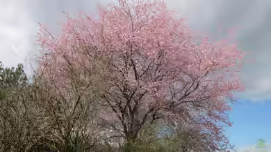 Prunus cerasifera im Garten pflanzen