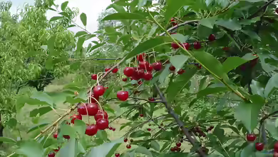 Prunus cerasus im Garten pflanzen