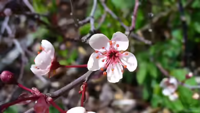Prunus cistena im Garten pflanzen