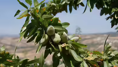 Prunus dulcis im Garten pflanzen