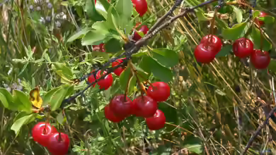 Prunus fruticosa im Garten pflanzen