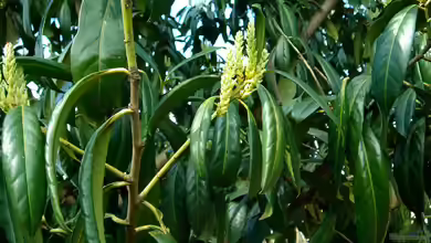 Prunus laurocerasus im Garten pflanzen