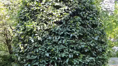 Prunus lusitanica im Garten pflanzen