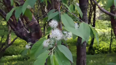 Prunus maackii im Garten pflanzen