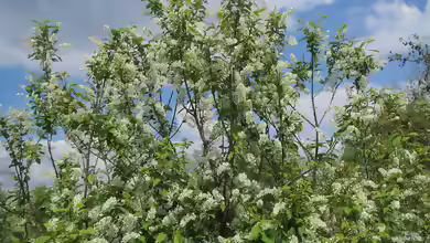 Prunus padus im Garten pflanzen
