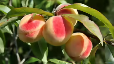 Prunus persica im Garten pflanzen