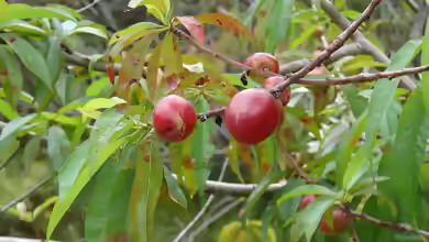 Prunus persica var. nucipersica im Garten pflanzen