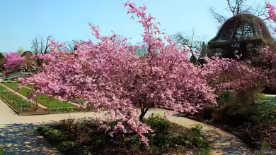 Prunus sargentii im Garten pflanzen