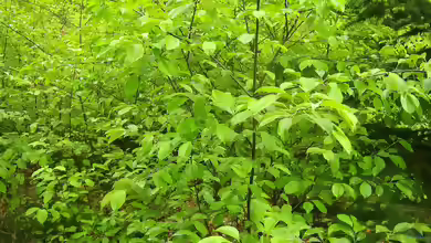 Prunus serotina im Garten pflanzen
