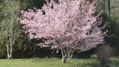Prunus serrulata im Garten pflanzen