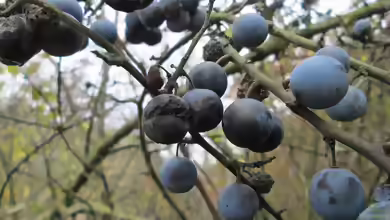 Prunus spinosa im Garten pflanzen
