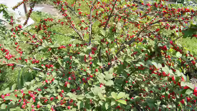 Prunus tomentosa im Garten pflanzen