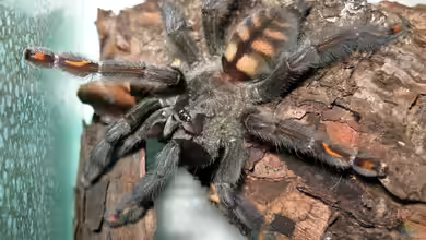 Psalmopoeus irminia im Terrarium halten