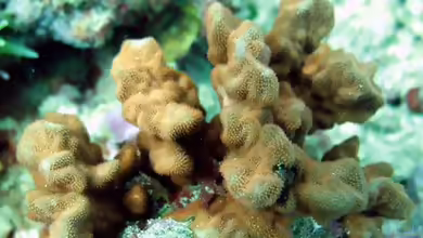 Psammocora contigua im Aquarium halten