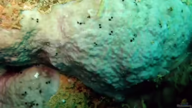Psammocora nierstraszi im Aquarium halten
