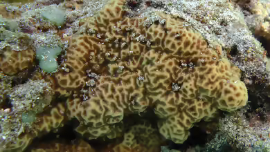 Psammocora profundacella im Aquarium halten