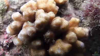 Psammocora stellata im Aquarium halten
