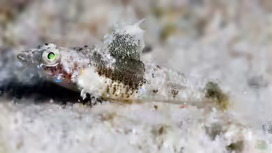 Psammogobius pisinnus im Aquarium halten