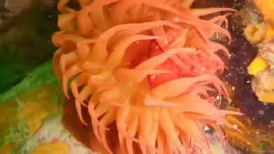 Pseudactinia infecunda im Aquarium halten