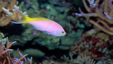 Pseudanthias bartlettorum im Aquarium halten