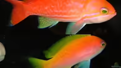 Pseudanthias bimaculatus im Aquarium halten