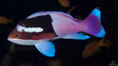 Pseudanthias connelli im Aquarium halten