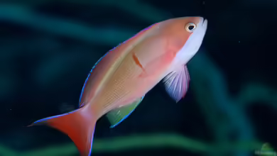 Pseudanthias cooperi im Aquarium halten