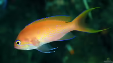 Pseudanthias elongatus im Aquarium halten