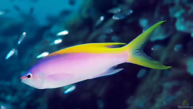 Pseudanthias evansi im Aquarium halten