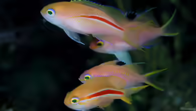 Pseudanthias fasciatus im Aquarium halten
