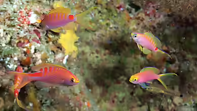 Pseudanthias flavicauda im Aquarium halten