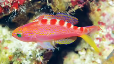 Pseudanthias flavoguttatus im Aquarium halten