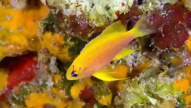 Pseudanthias hawaiiensis im Aquarium halten