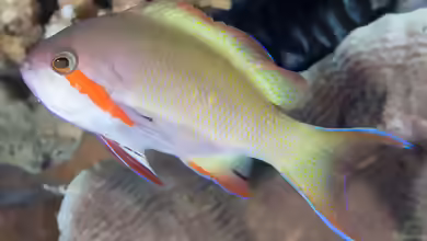 Pseudanthias huchtii im Aquarium halten