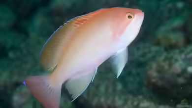Pseudanthias hypselosoma im Aquarium halten