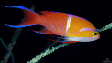Pseudanthias leucozonus im Aquarium halten