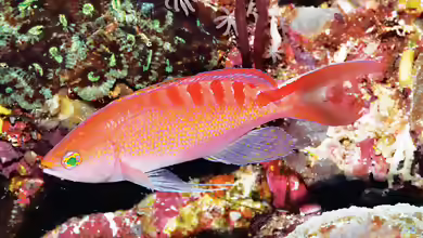 Pseudanthias lori im Aquarium halten