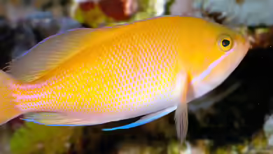 Pseudanthias marcia im Aquarium halten