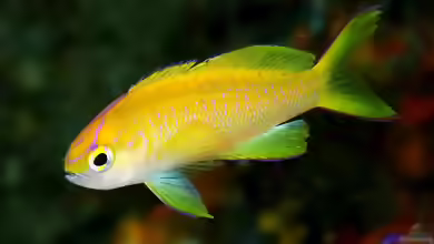 Pseudanthias parvirostris im Aquarium halten