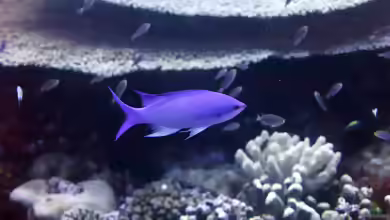 Pseudanthias pascalus im Aquarium halten