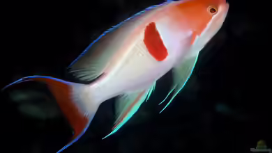 Pseudanthias rubrizonatus im Aquarium halten