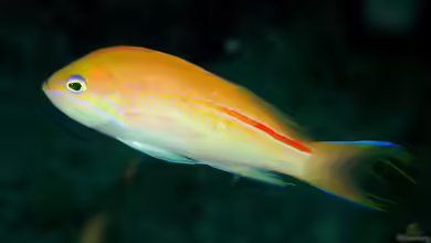 Pseudanthias rubrolineatus im Aquarium halten