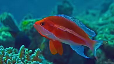 Pseudanthias taeniatus im Aquarium halten