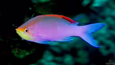 Pseudanthias tuka im Aquarium halten