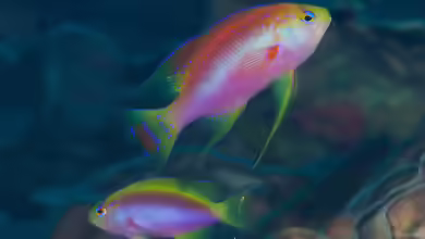 Pseudanthias ventralis im Aquarium halten