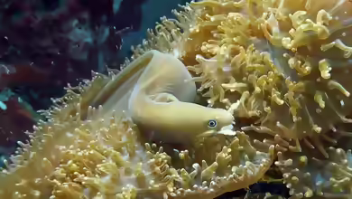 Pseudechidna brummeri im Aquarium halten