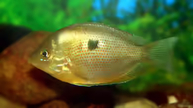 Pseudetroplus maculatus im Aquarium halten