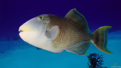 Pseudobalistes flavimarginatus im Aquarium halten